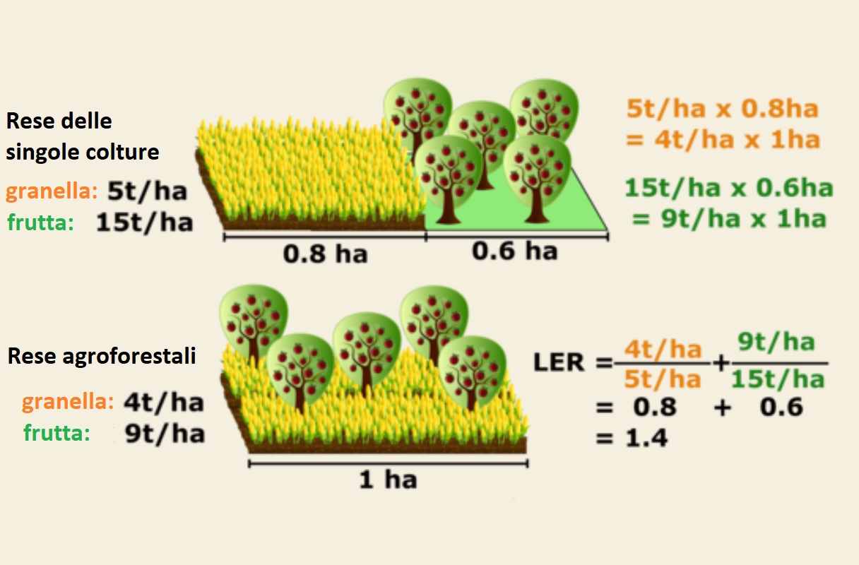 Comparazione grafica fra le rese di singole colture e le stesse in un sistema agroforestale